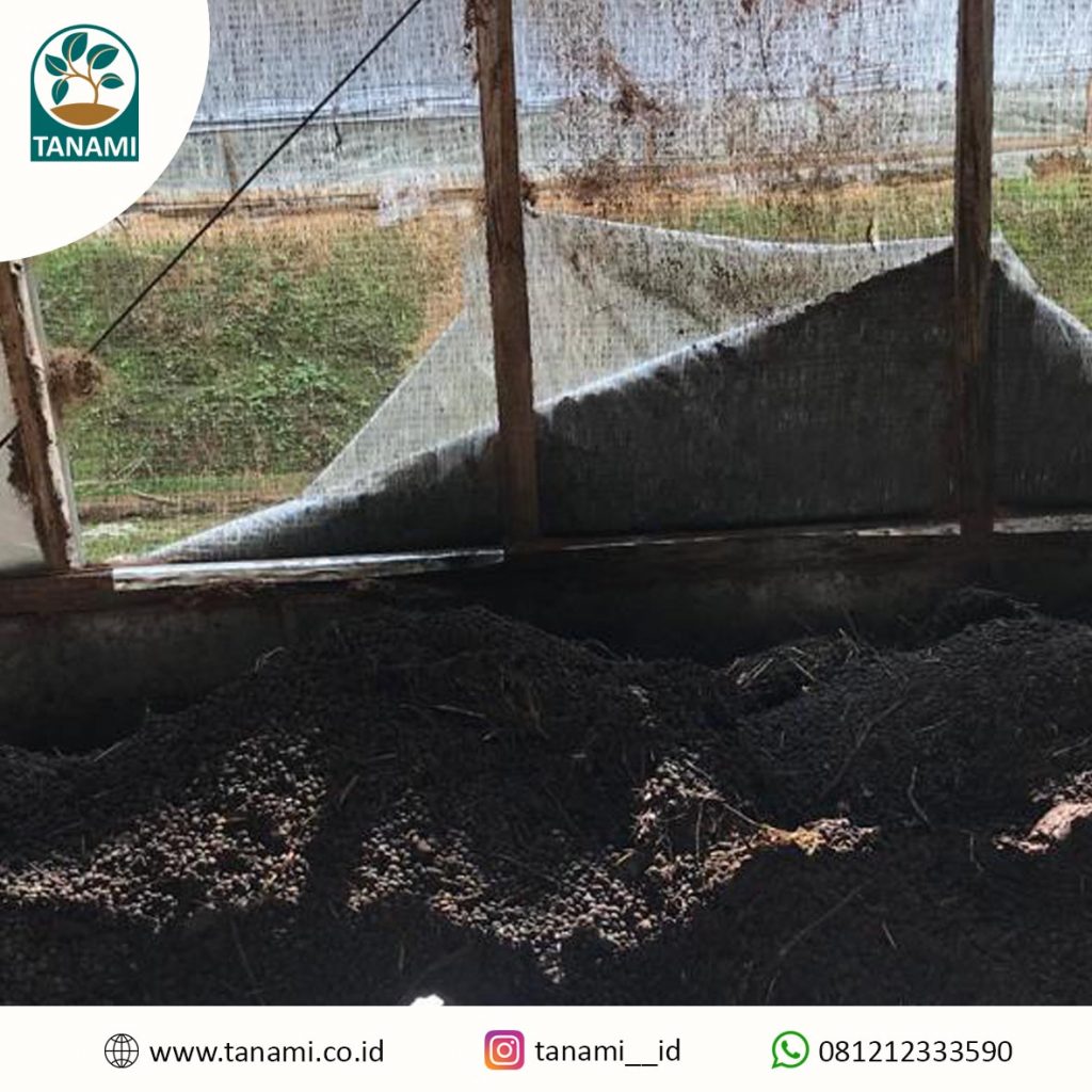 cara fermentasi kohe kambing