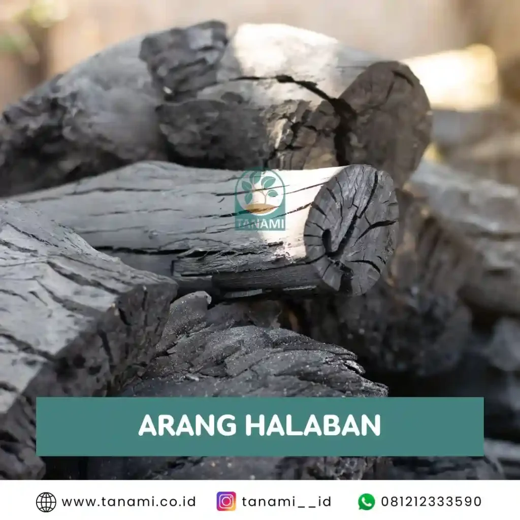 arang halaban