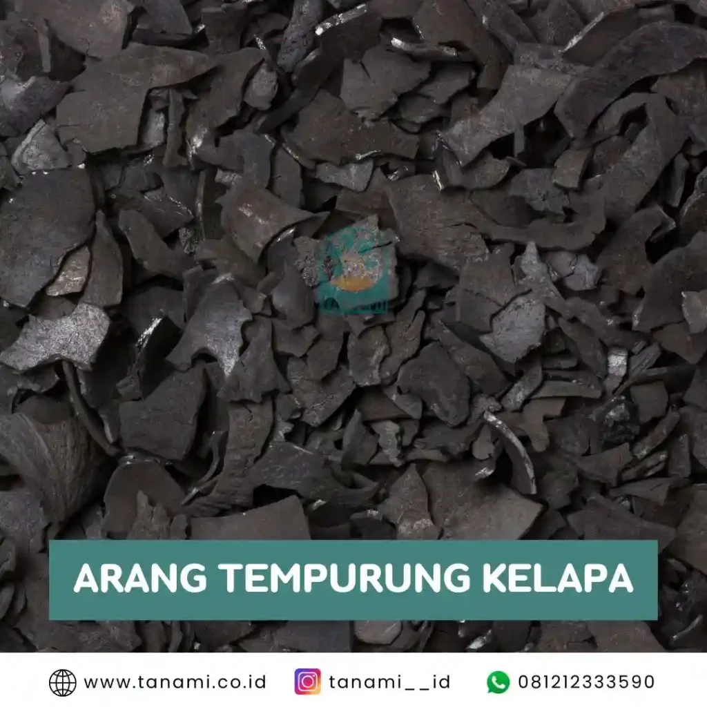 arang tempurung kelapa