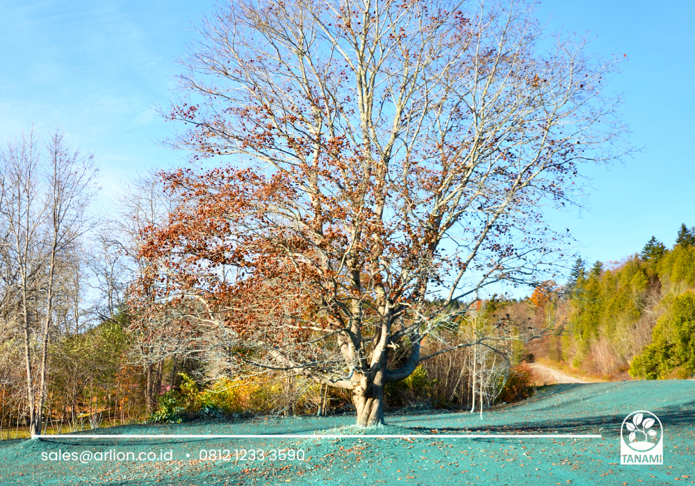 cara untuk hydroseeding