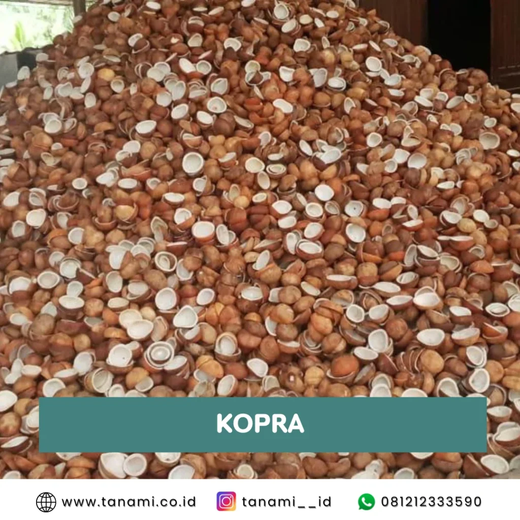 kopra kering, kopra edible, kopra kelapa kering