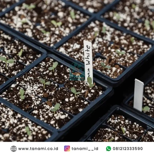 Coco Perlite campuran cocopeat untuk media tanam