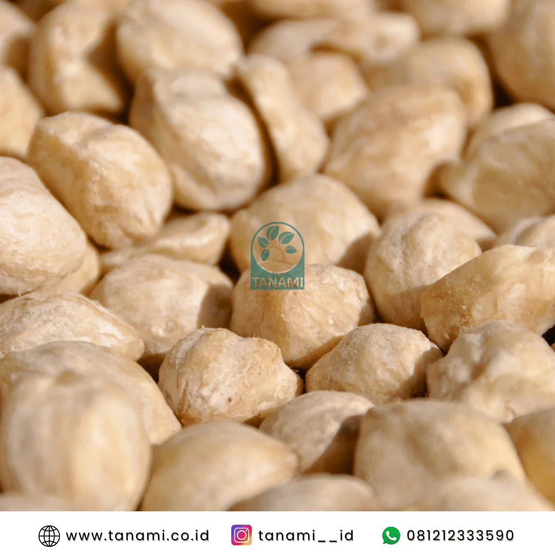 cara menyimpan kemiri agar awet