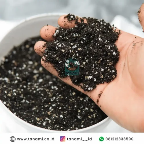 Coco Perlite media tanam pot