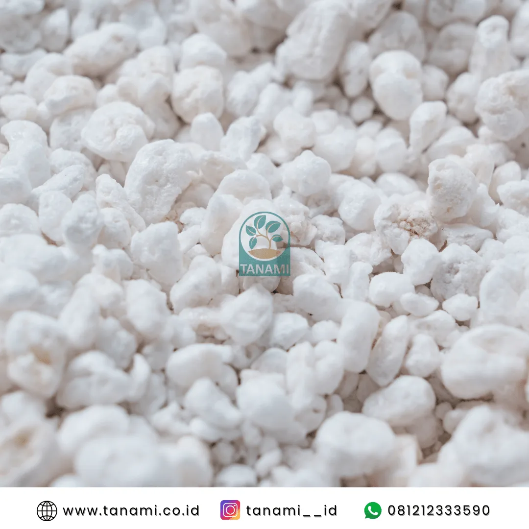 perlite untuk tanaman