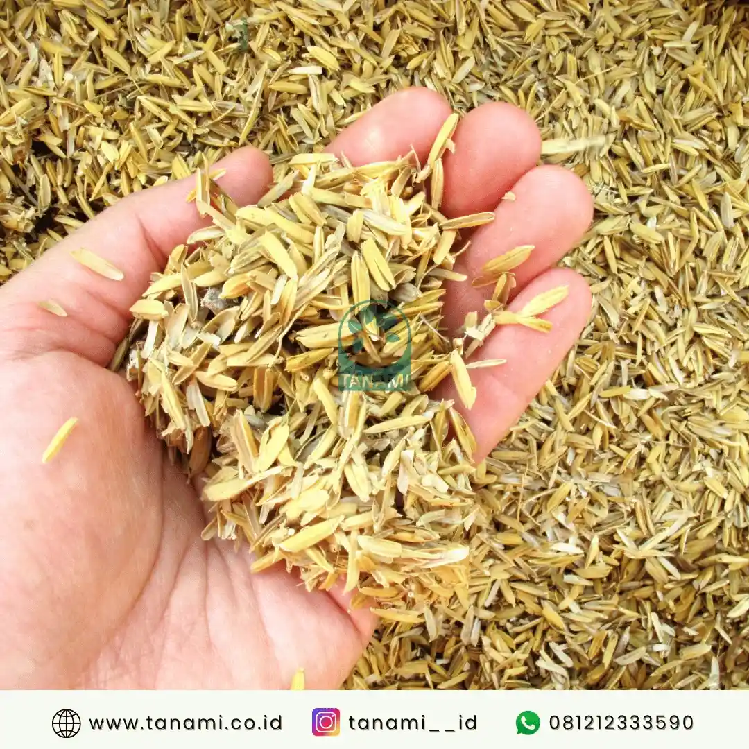 kegunaan sekam padi mentah