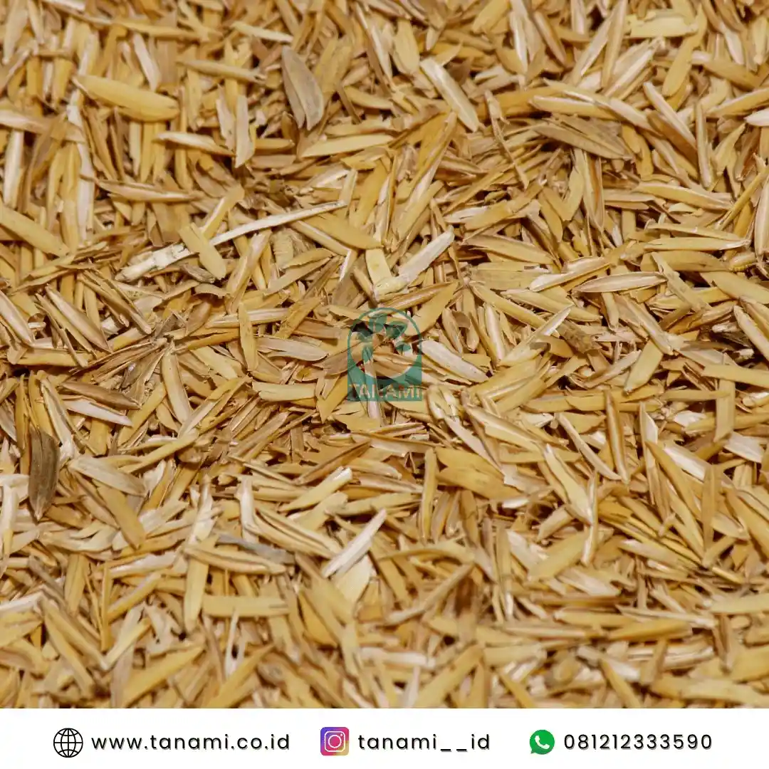 sekam mentah sebagai media tanam