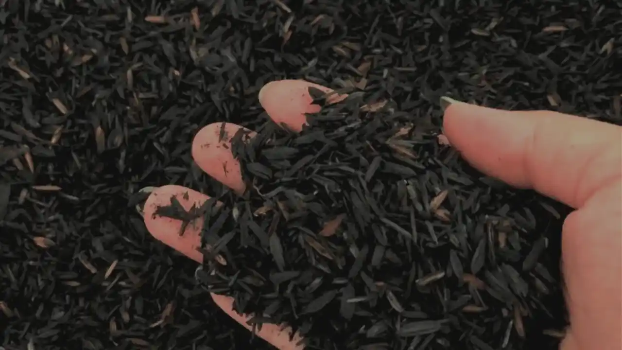 Media Tanam & Nutrisi