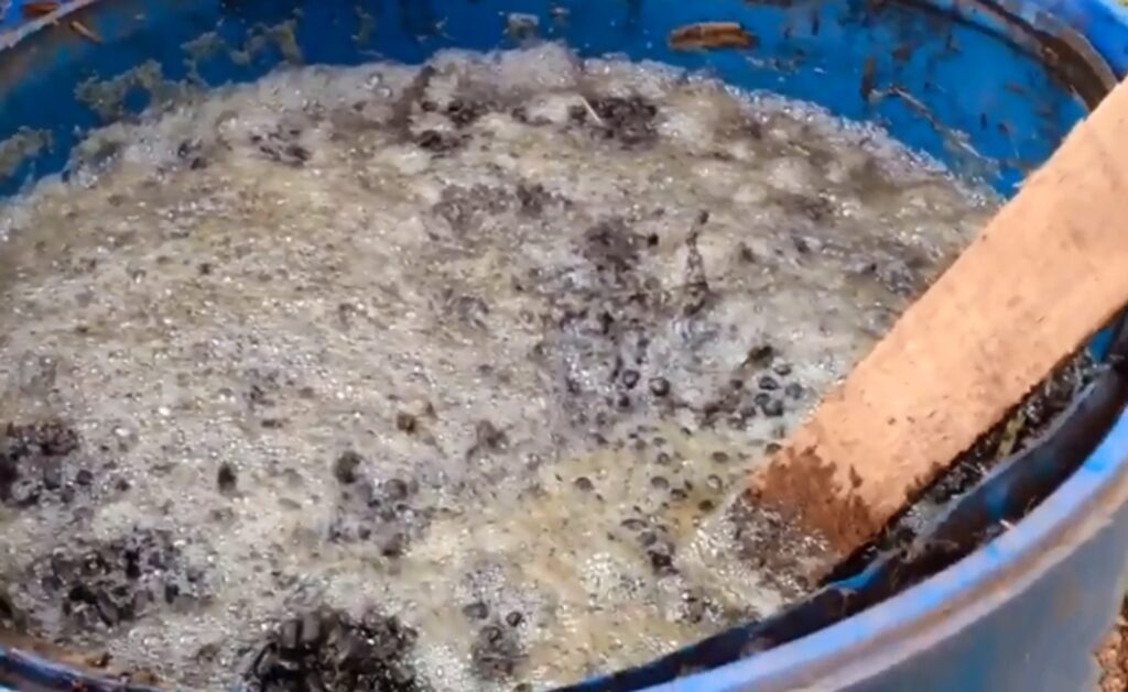  cara fermentasi kohe kambing super cepat