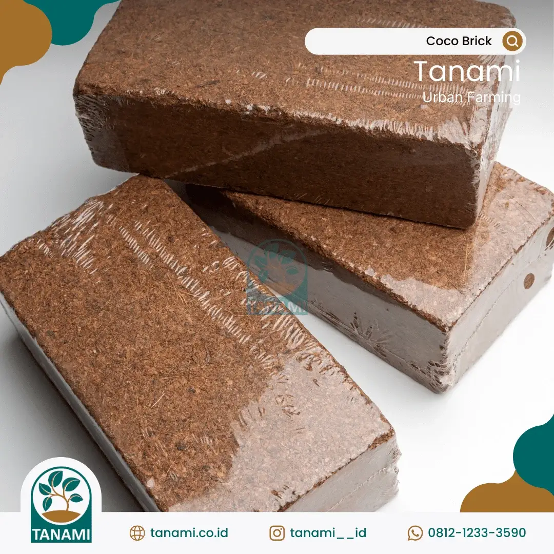 coco brick media tanam hidroponik sederhana