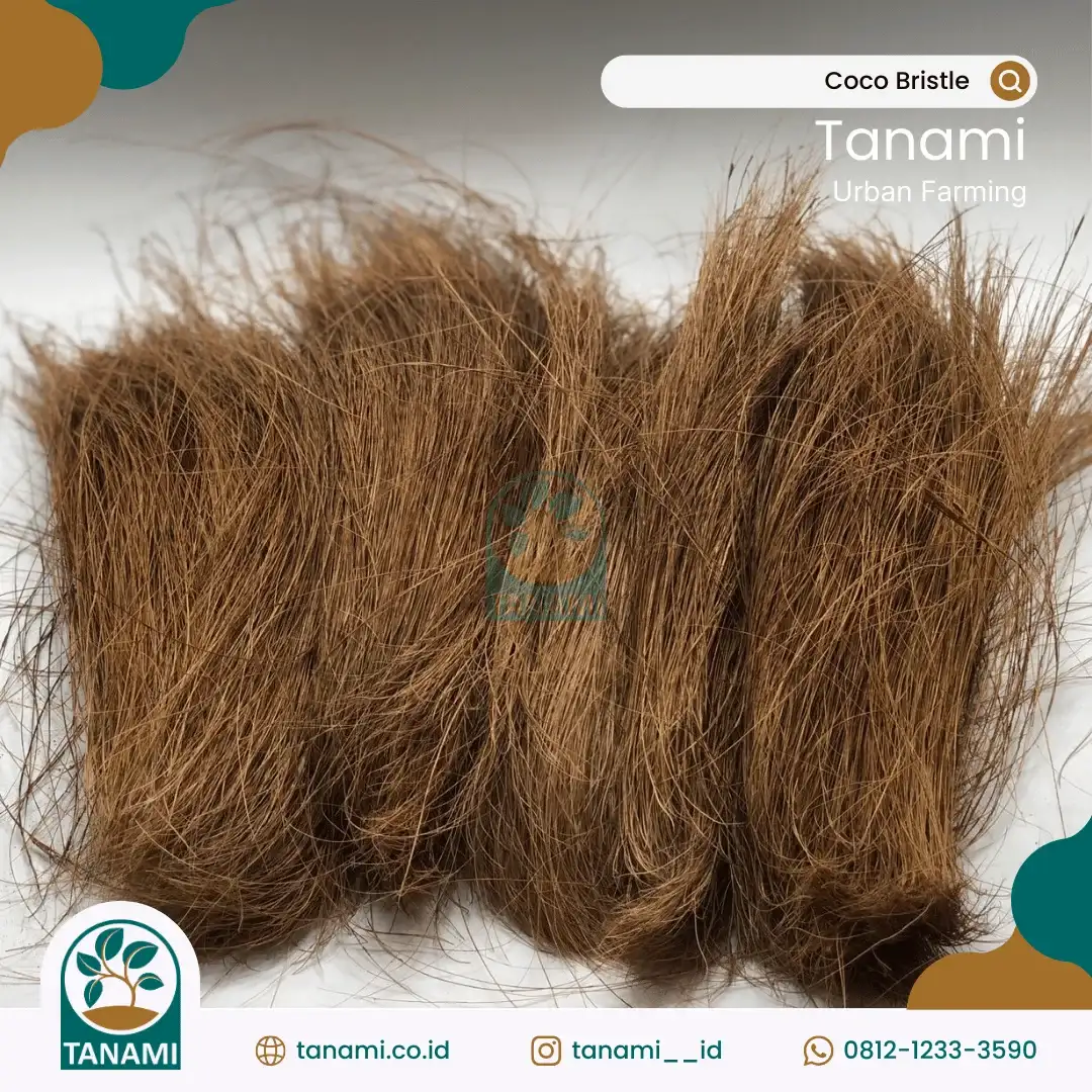 coco bristle adalah