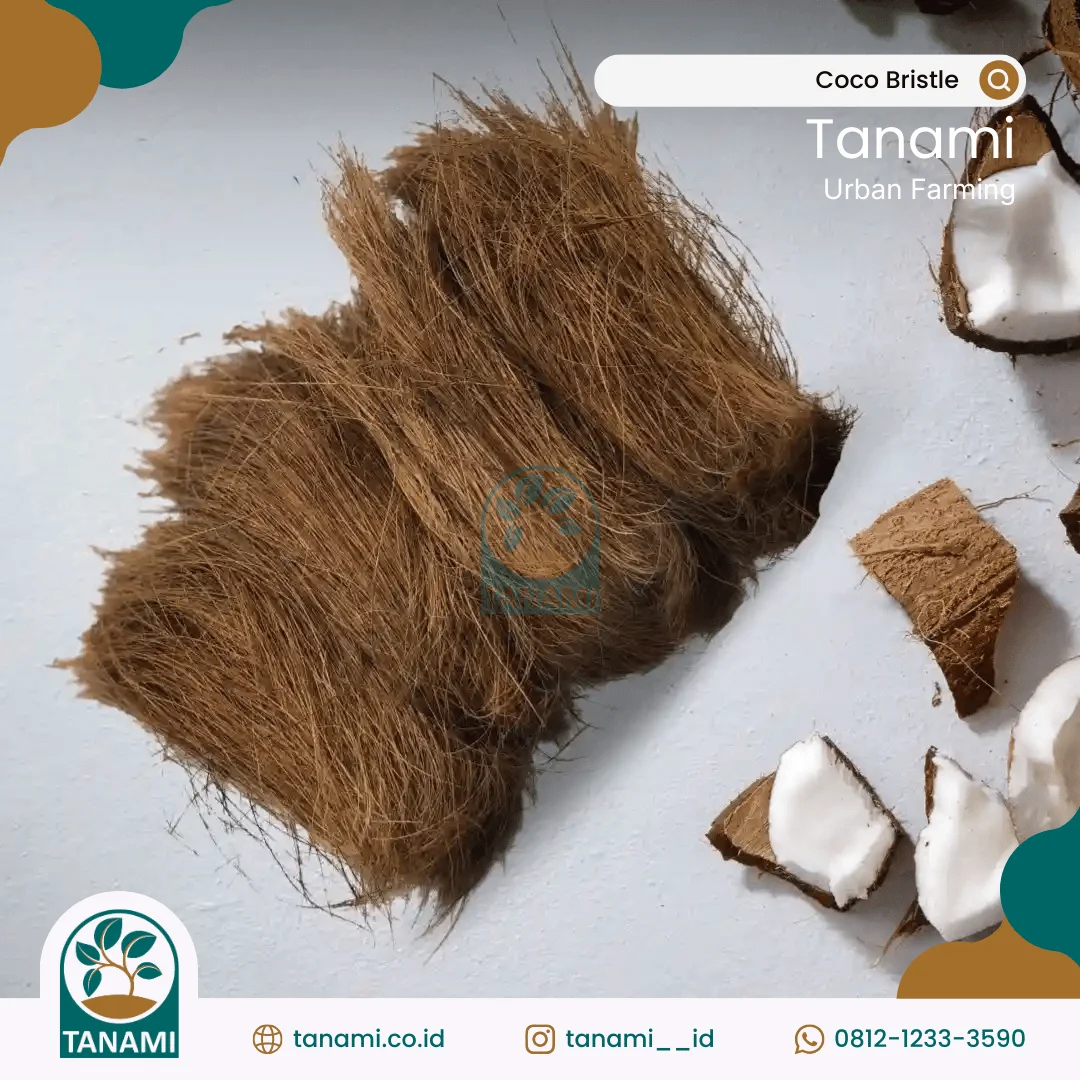 harga coco bristle per kg