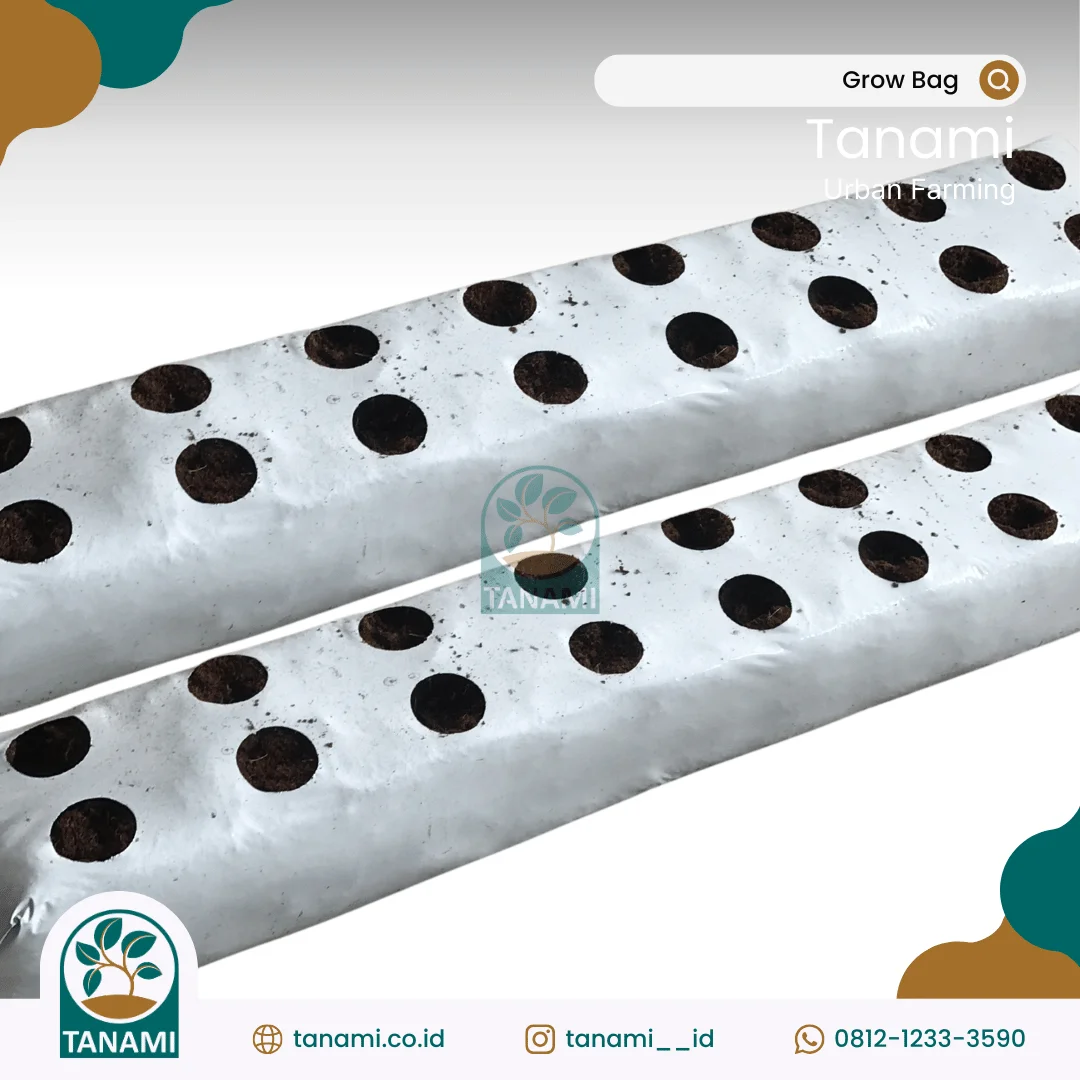 Grow Bag media tanam cabe di polybag