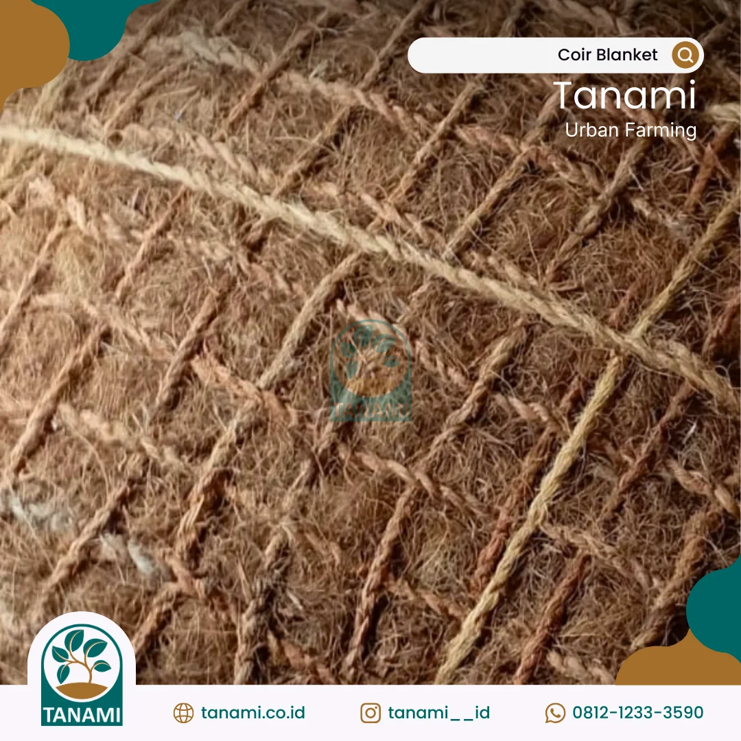 revegetasi lahan gambut