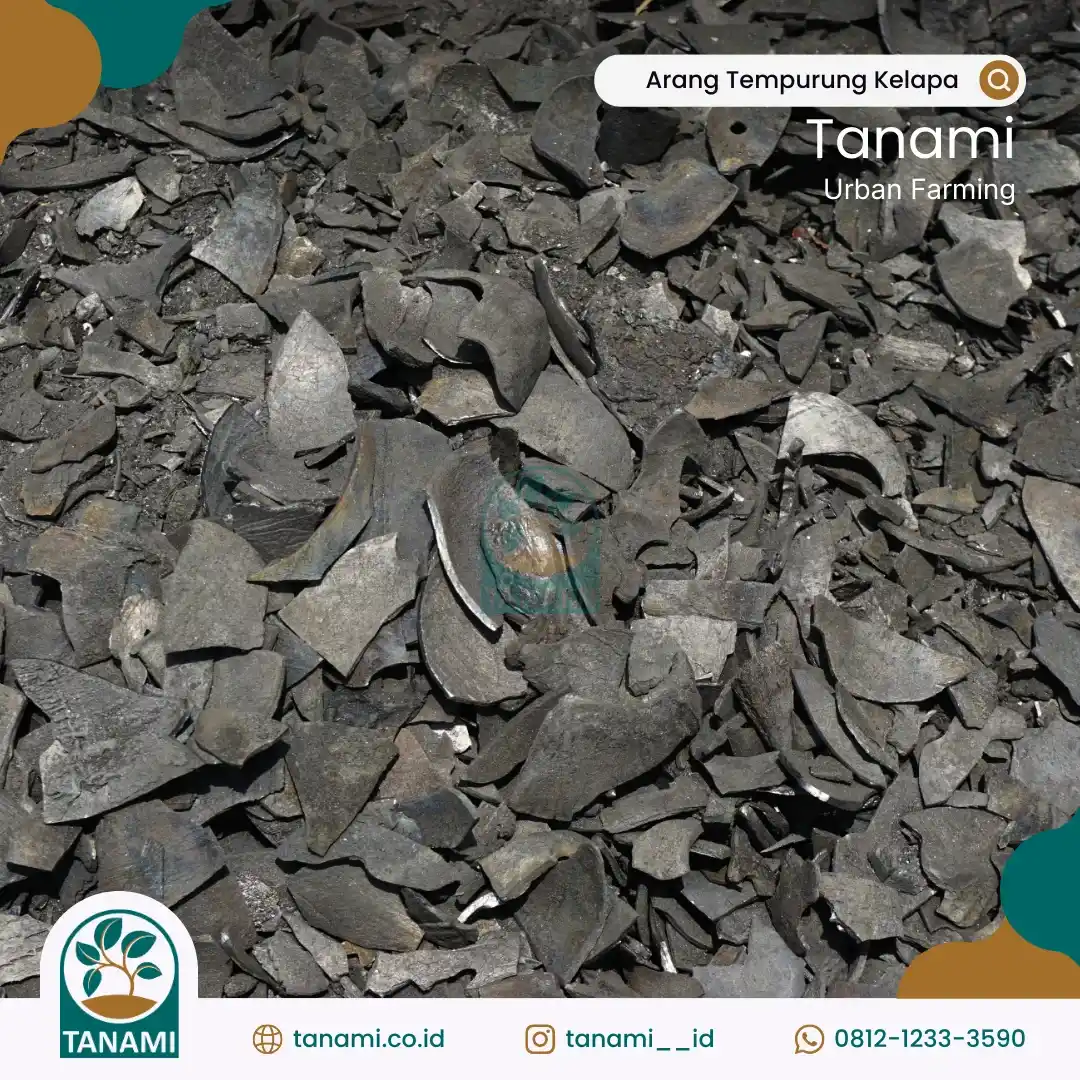 arang batok kelapa