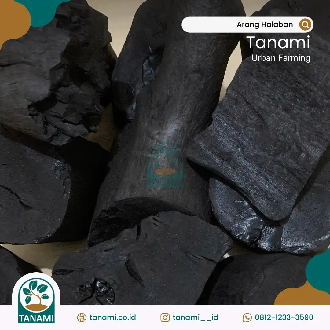 halaban charcoal
