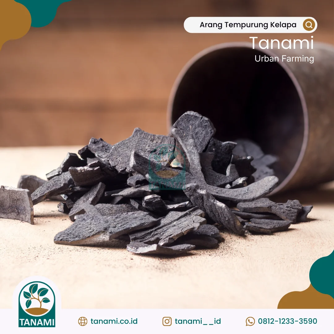 arang kelapa