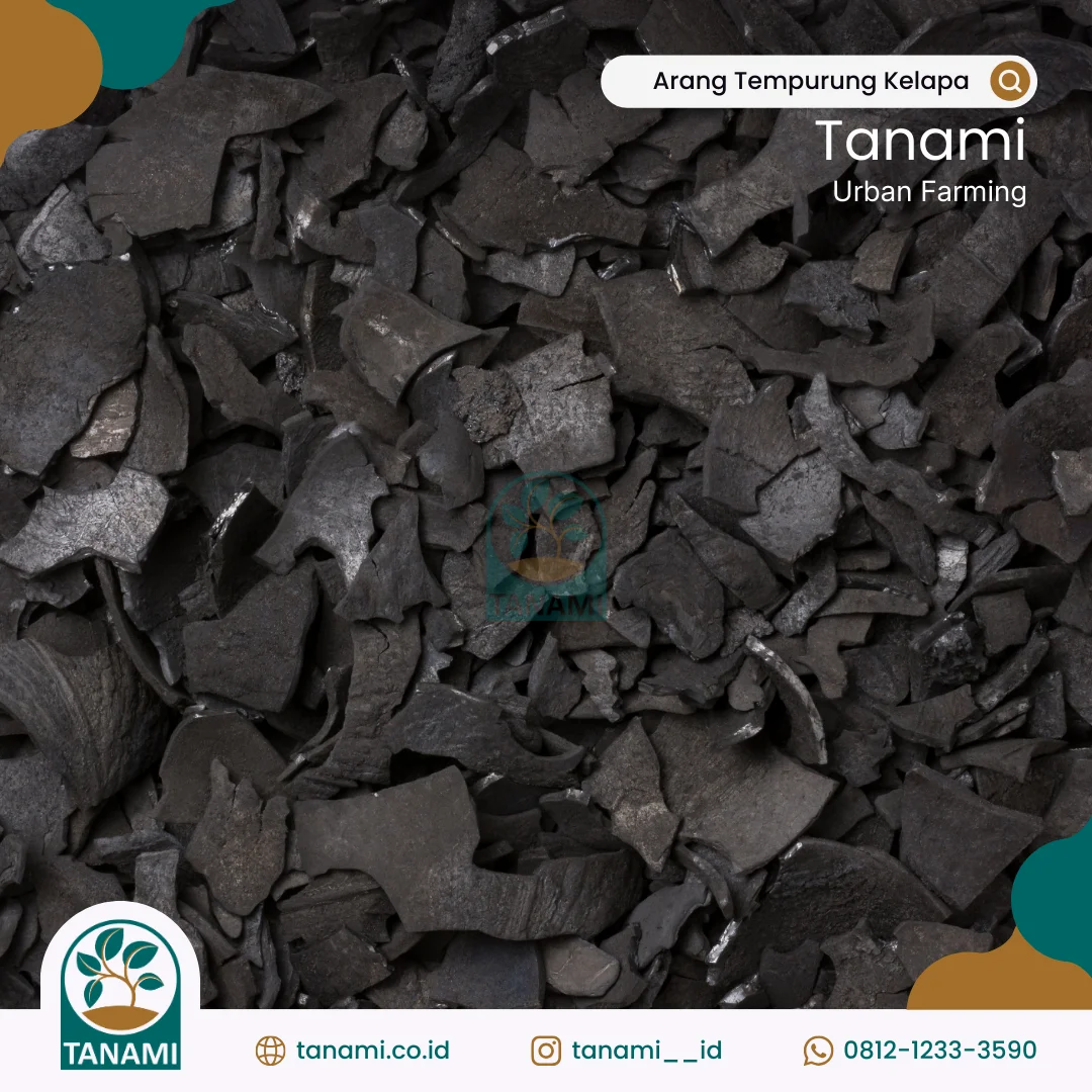 arang tempurung kelapa
