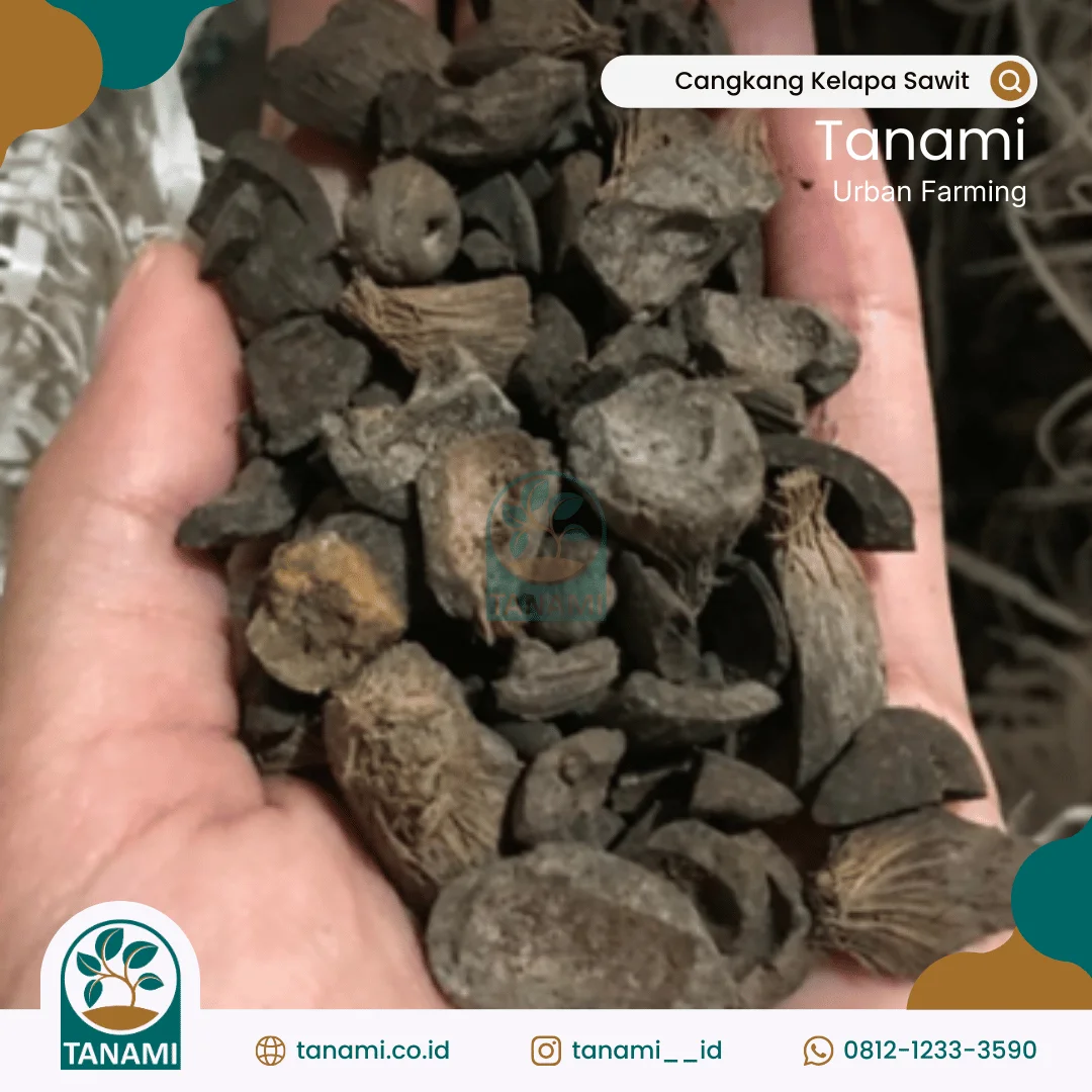 cangkang sawit untuk apa