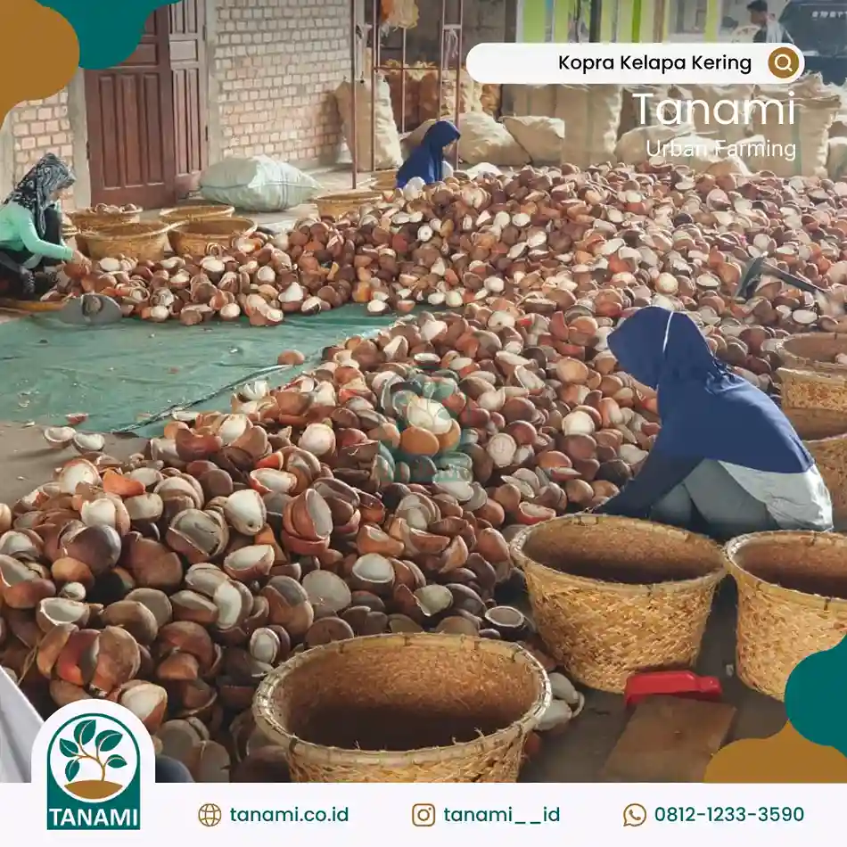 kelapa kopra adalah