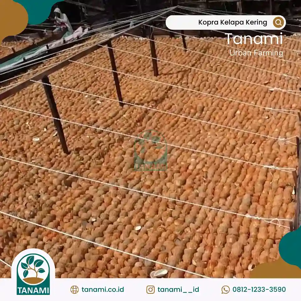 Kopra Kelapa Kering kelapa kopra kering