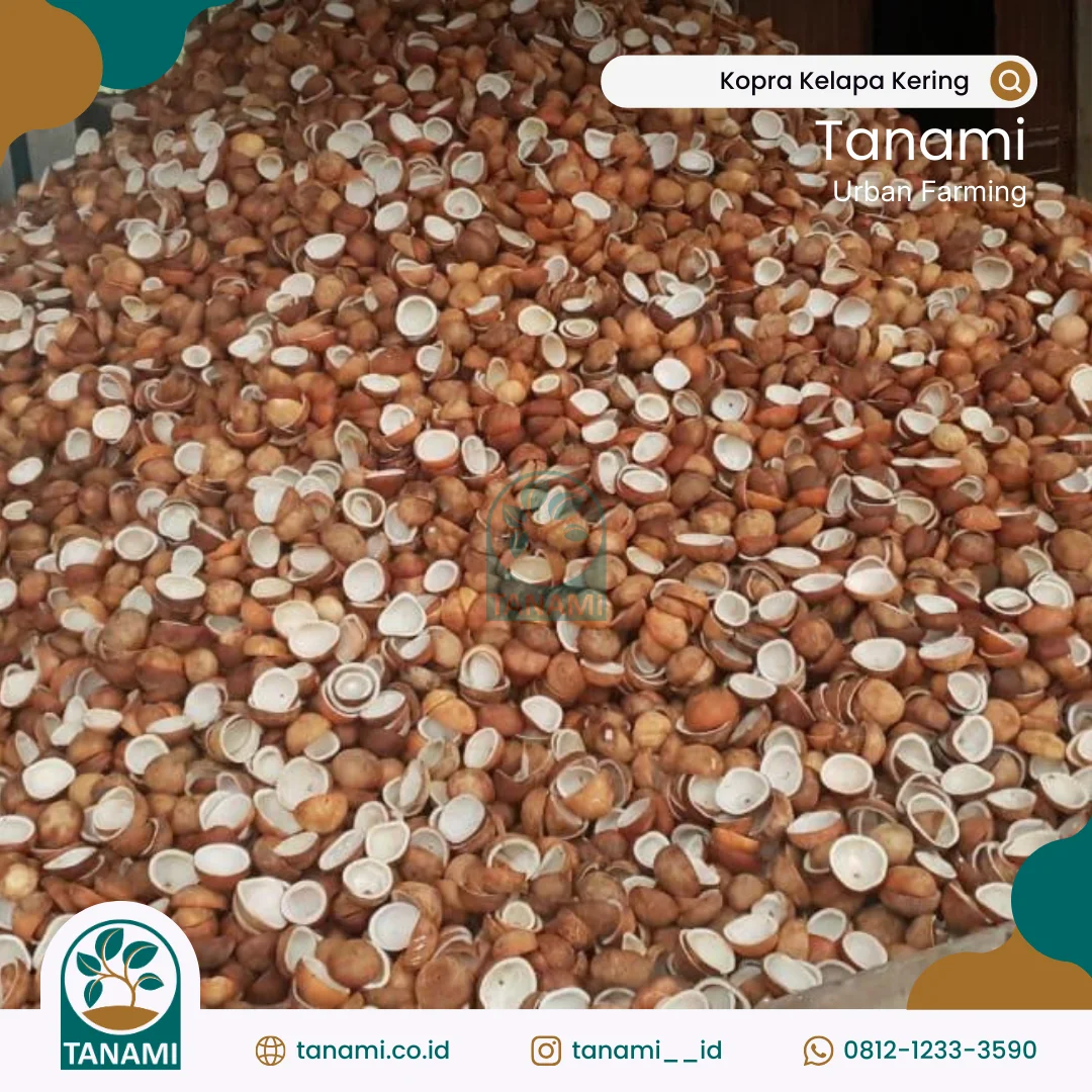 Kopra Kelapa Kering kopra pakan ternak
