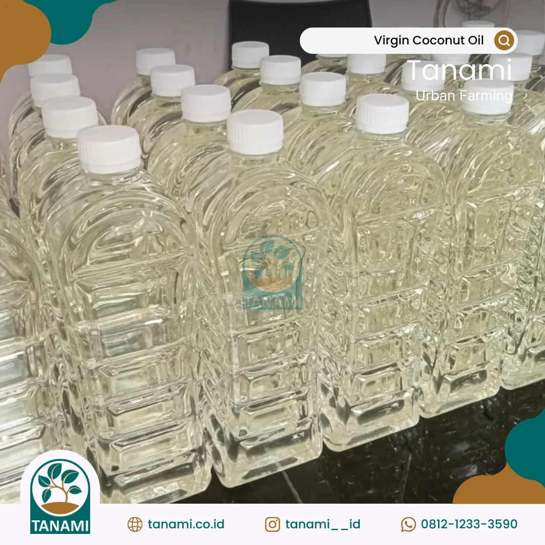 minyak kelapa murni