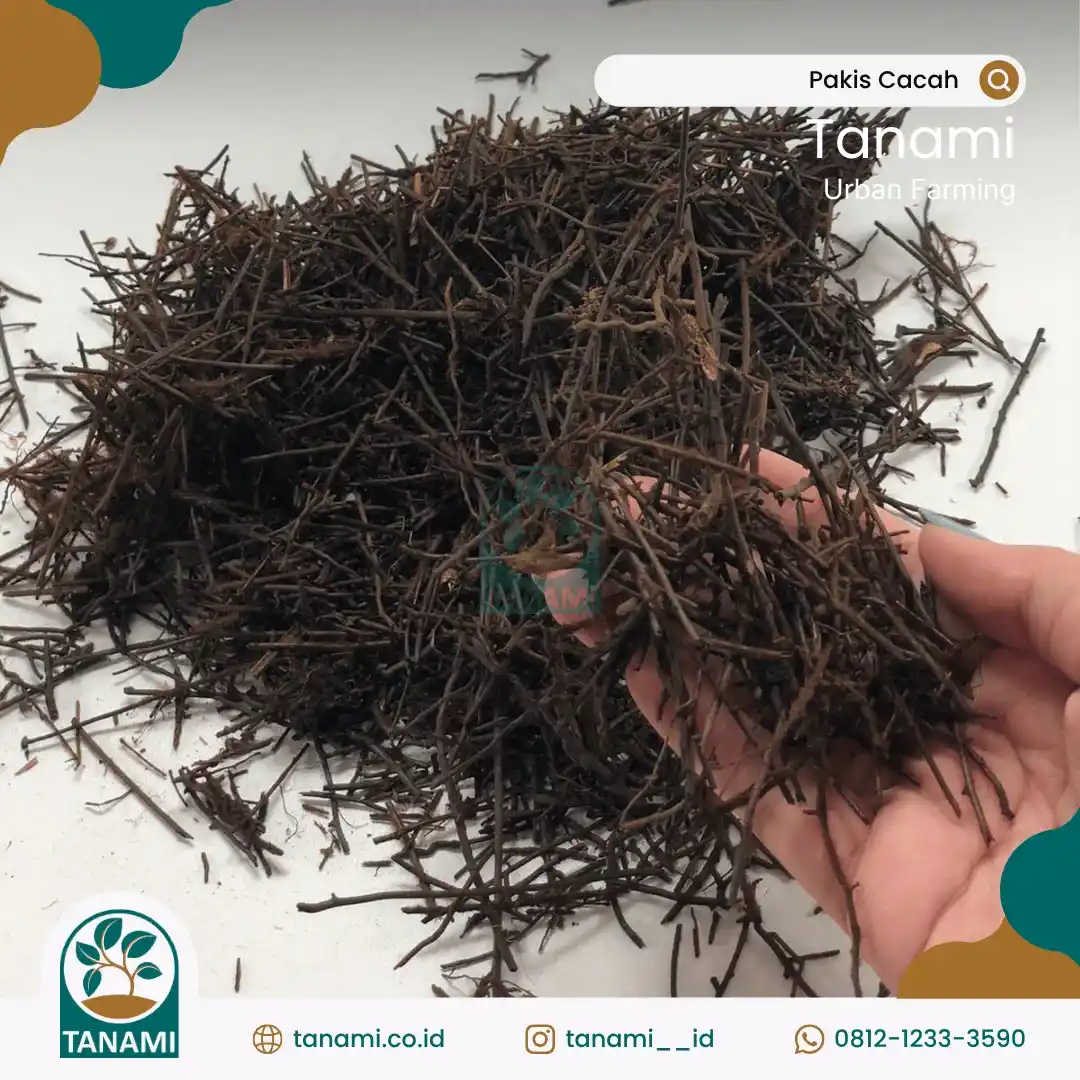 cacahan pakis adalah