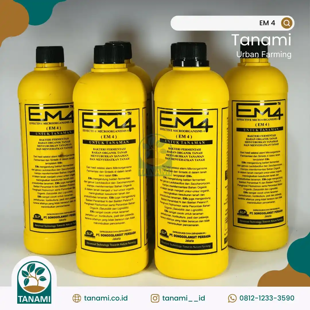 em 4 kuning