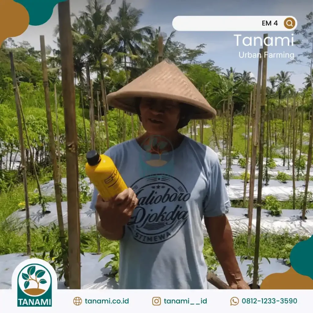 cara menanam bayam