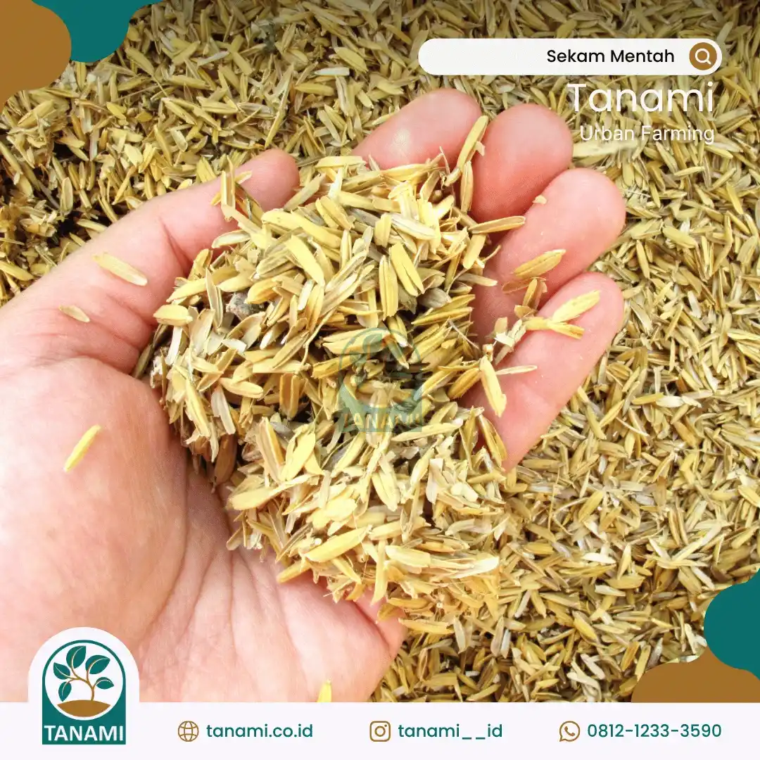 sekam padi untuk tanaman