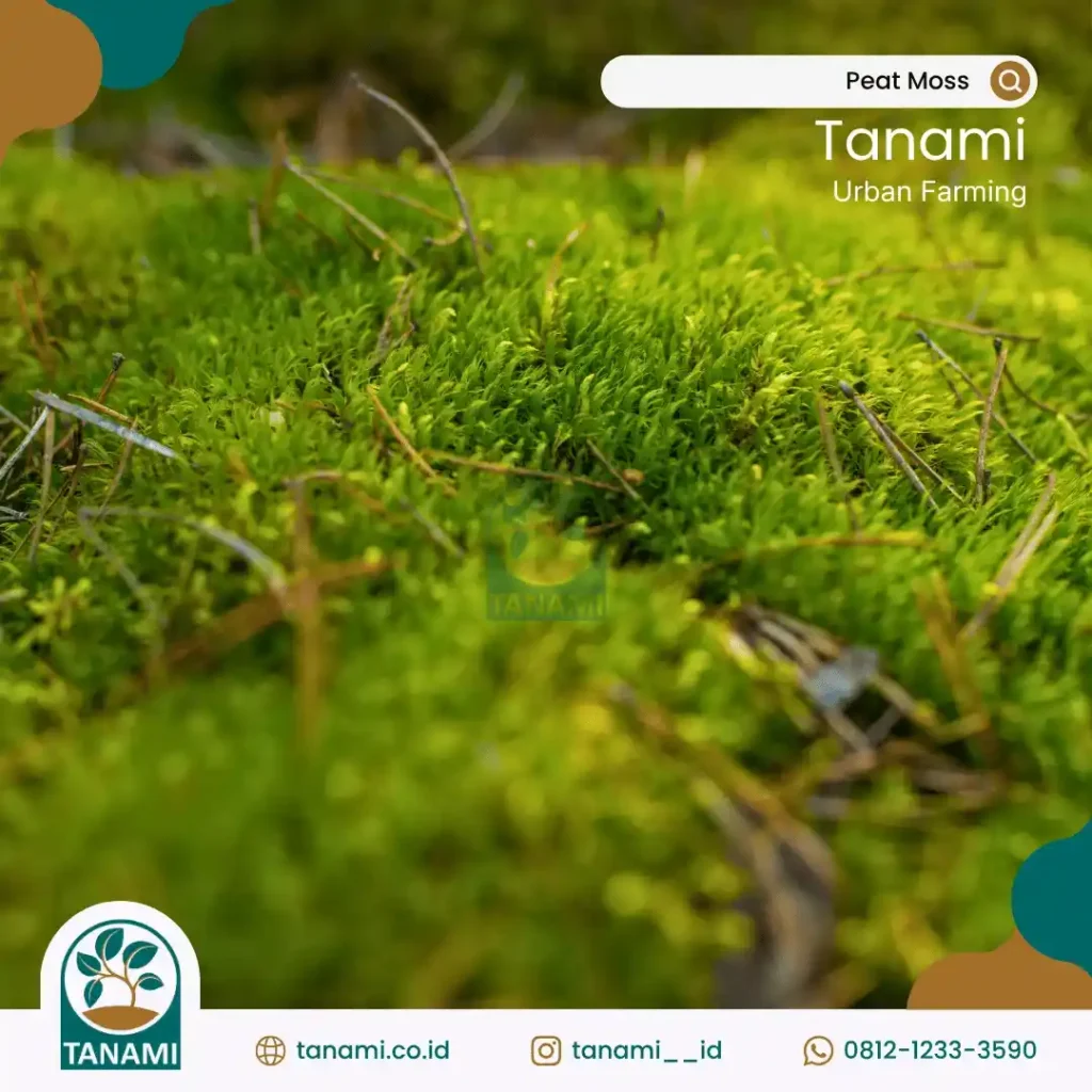peat moss media tanam anggrek