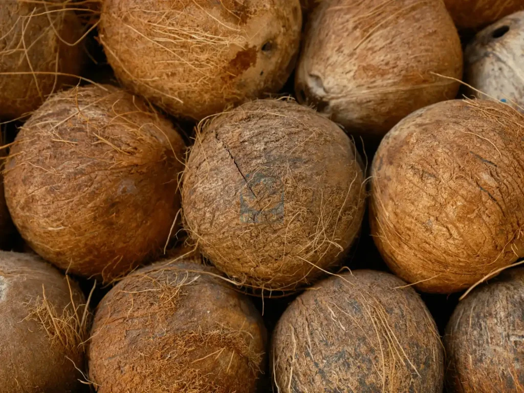 tepung tempurung kelapa