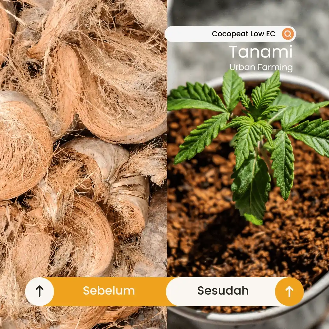 harga cocopeat 1 kg