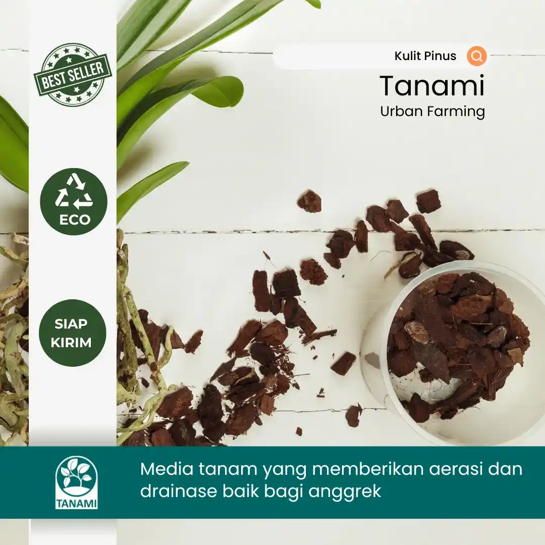 pine bark media tanam anggrek yang bagus