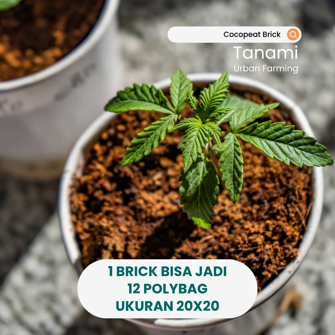 Cocopeat Block 1 kg / Cocopeat Blok Media Tanam Sabut Kelapa by Tanami Free Grow Bag - Image 5
