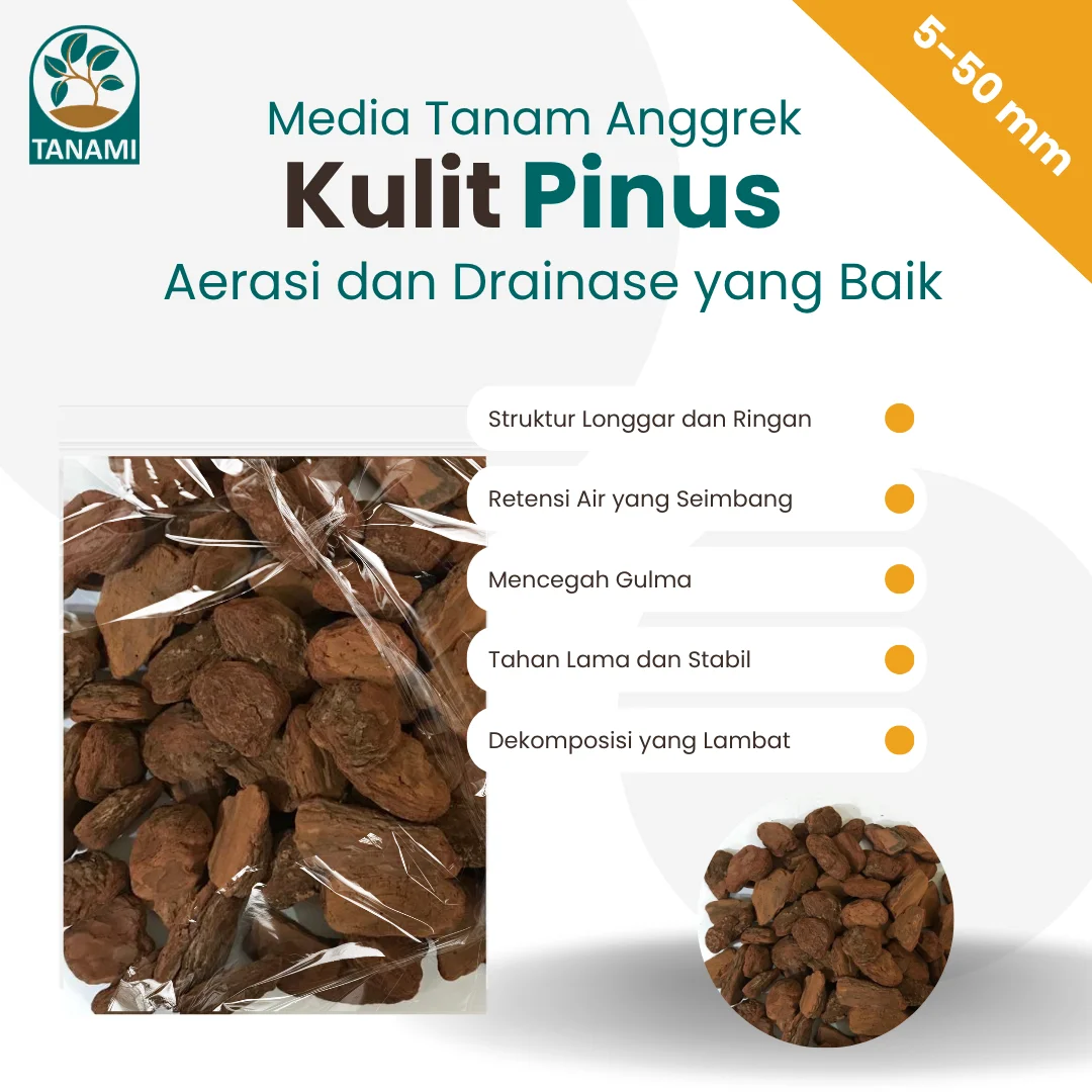 Kulit Pinus Pine Bark